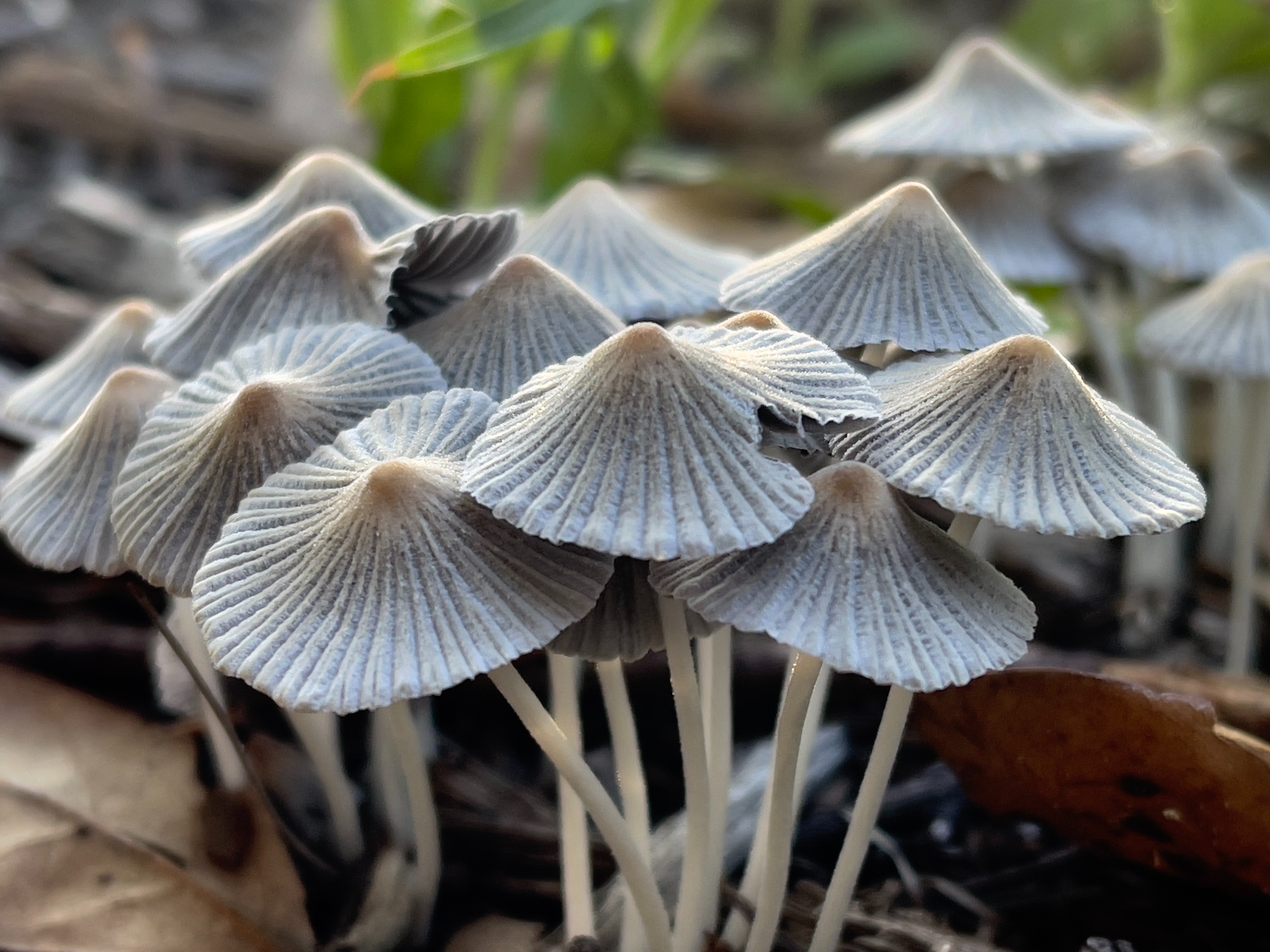 Medicinal mushroom supplements
